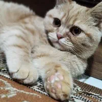 گربه اسکاتیش و بریتیش