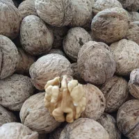 فروش گردو استان چهارمحال بختیاری
