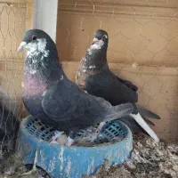 کفتر جفت امری افشون(شیرازی)|پرنده|رفسنجان, |دیوار