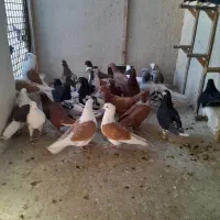 کبوتر|پرنده|مشهد, کارگران|دیوار