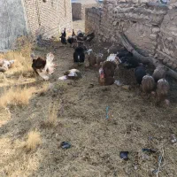 بوقلمون محلی