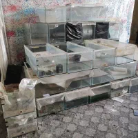 آکواریوم مخصوص پرورش