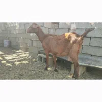 بز و بزغاله تخمی دورگه پاکستانی شیرا|حیوانات مزرعه|خواف, |دیوار