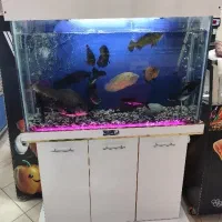 آکواریم 10میل