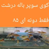 حراج ماهی کوی مولی کالر پلاتی گوپی آنجل زبرا
