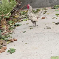 مرغ و خروس سیبرایت