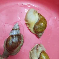 تعداد نه عدد حلزون مولد  130هزار تومان