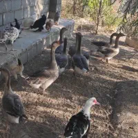 غاز تعداد 20 عدد