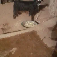 تیربزداشتی