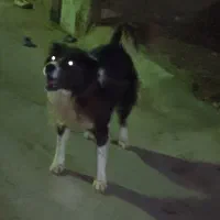 سگ گله ای|سگ|ایذه, |دیوار