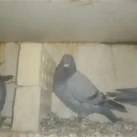 جوجه پلاکی هیچ پری|پرنده|باوی, |دیوار