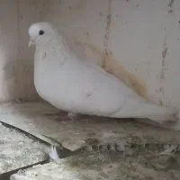 کبوتر پرشی