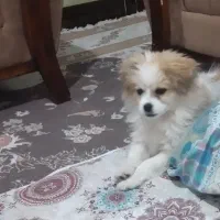 سگ شیتروز|سگ|ایلام, |دیوار