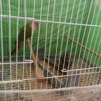 جفت گرینچیک نرماده زمانتی باقرمزی بالا