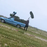 بیده یونجه. پرس شده سبک سبز