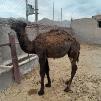شتر|حیوانات مزرعه|بیرجند, |دیوار