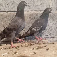 دو عددکبوتر پرش سنگین|پرنده|میناب, |دیوار