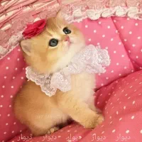 بریتیش خرسی british