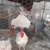 مرغ خروس محلی
