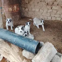 واگذاری توله های سه ماهه