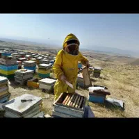 عسل واقعی از دشت سبلان و مشکین شهر|خوردنی و آشامیدنی|تهران, مرزداران|دیوار