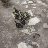 جوجه اسرائیلی