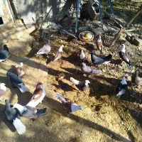 پرنده|پرنده|آغاجاری, |دیوار