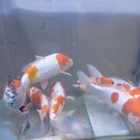 انواع ماهی کپور رنگی امور و کوی رنگارنگ|ماهی|تهران, وردآورد|دیوار