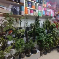 حراج فوری گل های آپارتمانی