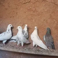 کفتر تیر|پرنده|دماوند, گیلاوند|دیوار