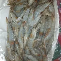 میگو پرورشی درجه یک