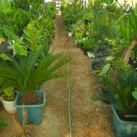 کار در گلخانه