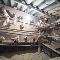 30عدد کبوتر طوقی|پرنده|همدان, |دیوار