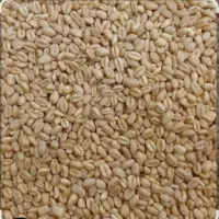 بذر گندم قرمز