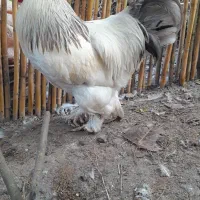 سه‌عددخروس‌برهما