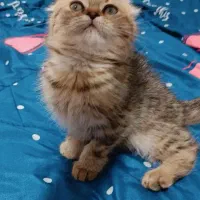 تخفیف ویژه برای واگذاری گربه اسکاتیش|گربه|لنگرود, |دیوار