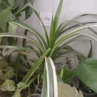 گلهای طبیعی|گل و گیاه طبیعی|شازند, |دیوار