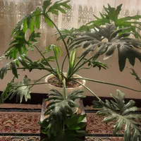 گل پتوس سانسوریافیکوس یوکاکاج مطبق اشک ملکه|گل و گیاه طبیعی|لنجان, |دیوار