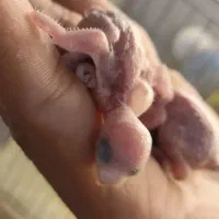 مرغ عشق رنگ خاص با جوجه|پرنده|قزوین, |دیوار