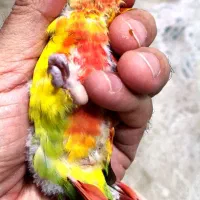 جوجه گرینچیک آناناسی سرلاکی دبل رد|پرنده|بندرعباس, |دیوار