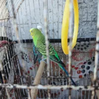 مرغ عشق نر ماده سالم سر حال|پرنده|ماکلوان, |دیوار