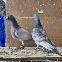 جفت طاوسی|پرنده|مرودشت, دولت آباد|دیوار