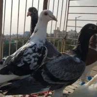 کفتر بوم وصید