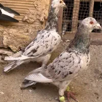 کبوتر‌پرنده