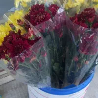 گل داوودی