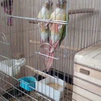 جفت گرینچیک مولد همراه جوجه