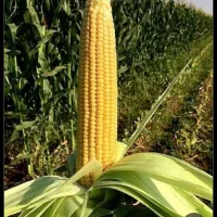 ذرت علوفه ای سیلو شده