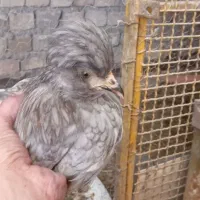 مرغ و خروس گلین