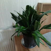 گلهای آپارتمانی زیبا ۳۵۰|گل و گیاه طبیعی|تهران, استقلال|دیوار