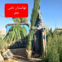 نهال سرو ناز شیراز ...سروناز گلدانی، پاکتی و نشاء|گل و گیاه طبیعی|شیراز, حومه شیراز|دیوار